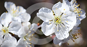 Spring cherry blossoms