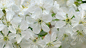 Spring cherry blossoms