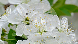 Spring cherry blossoms