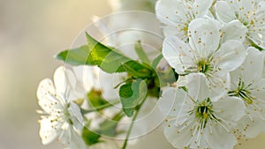 Spring cherry blossoms