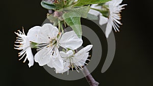 Spring cherry blossoms