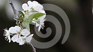 Spring cherry blossoms