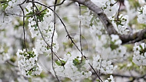 Spring cherry blossoms