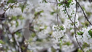 Spring cherry blossoms