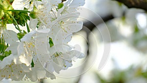 Spring cherry blossoms