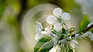 Spring cherry blossoms