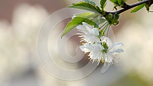 Spring cherry blossoms