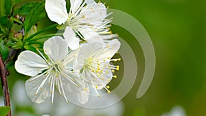 Spring cherry blossoms