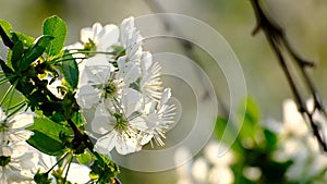 Spring cherry blossoms