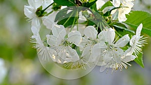 Spring cherry blossoms