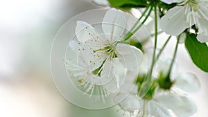 Spring cherry blossoms