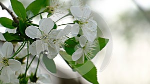 Spring cherry blossoms