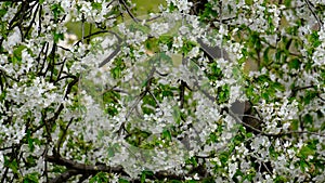 Spring cherry blossoms