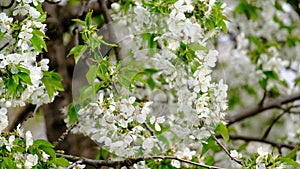 Spring cherry blossoms