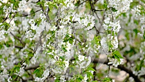 Spring cherry blossoms