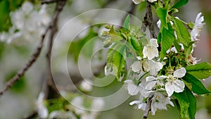 Spring cherry blossoms