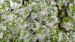 Spring cherry blossoms