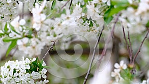 Spring cherry blossoms