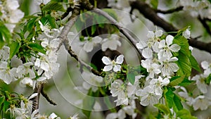 Spring cherry blossoms