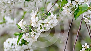 Spring cherry blossoms