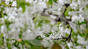 Spring cherry blossoms