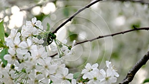 Spring cherry blossoms