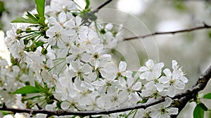 Spring cherry blossoms