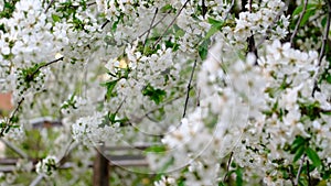 Spring cherry blossoms