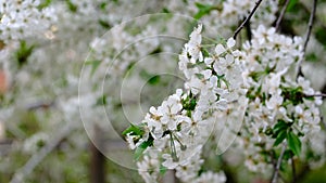 Spring cherry blossoms