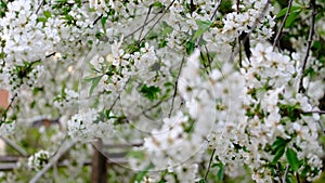 Spring cherry blossoms