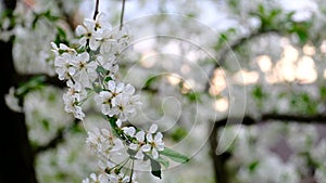 Spring cherry blossoms