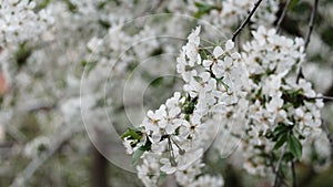 Spring cherry blossoms