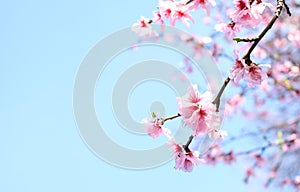 Spring Cherry blossoms