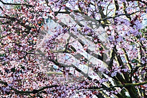 Spring Cherry Blossoms