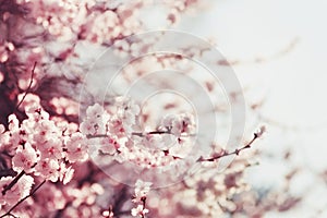 Spring Cherry blossoms