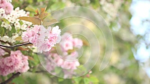 Spring cherry blossoms