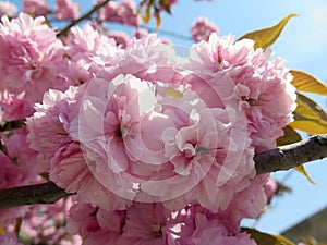 Spring Cherry Blossoms