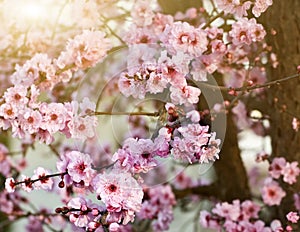 Spring cherry blossoms