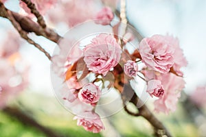 Spring cherry blossoms