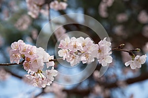 Spring Cherry blossoms