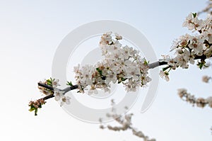 Spring Cherry Blossoms Against Sky