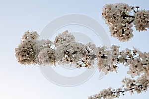 Spring Cherry Blossoms Against Sky