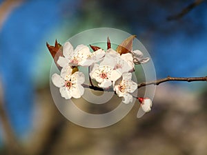 Spring cherry blossoms in Canada