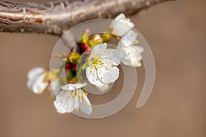 Spring cherry blossoms close up, white flower