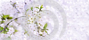 Spring cherry blossoms closeup, white flower on blurred background, banner for website. Spring. Panorama. Blurred space for your