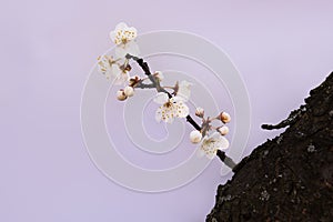 Spring cherry blossoms for designer decoration with delicate