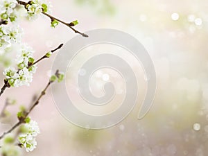 Spring cherry blossoms flowers on a branch on blurred background with bokeh