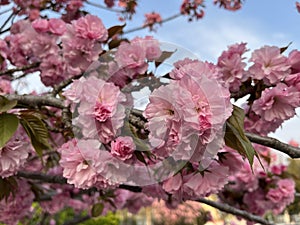 Spring, the cherry blossoms are in full bloom