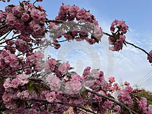 Spring, the cherry blossoms are in full bloom