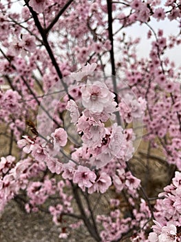 Spring, the cherry blossoms are in full bloom